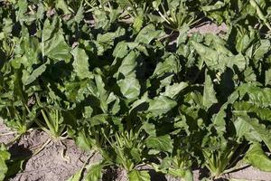 Field with sugar beet photo