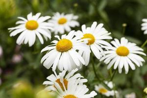 white daisy . flowers. photo