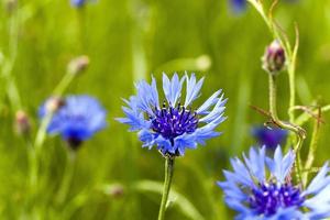 cornflowers on the field photo