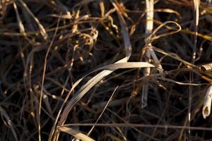 hierba seca, primer plano foto