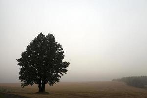 tree in the field photo