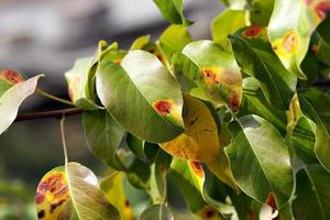 pear foliage in autumn photo