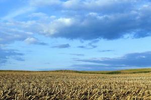 mature corn crop photo