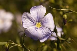 Flower of flax photo