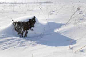 stump under snow photo