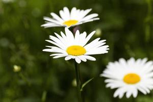 white daisy . spring photo