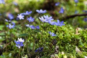 spring flowers close up photo