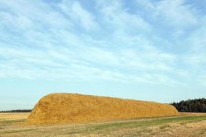 stack of straw in the field photo