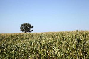 tree in the field photo