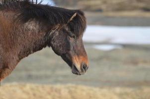 absolutamente hermoso caballo islandés bahía oscura foto