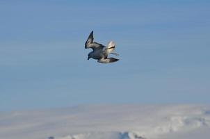 Adorable bird flying through the blue sky photo