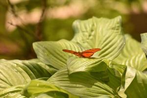 Captivating Orange Julia moth on green leaves photo