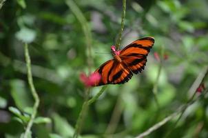 bonita mariposa tigre de roble con alas largas foto