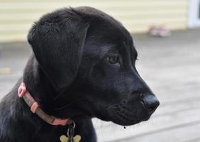 Gorgeous Profile of a Black Lab Puppy Dog photo
