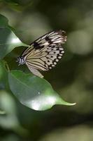 ala rota en una mariposa ninfa de árbol blanco foto