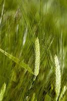 cereales verdes, primer plano foto