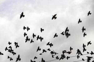 birds flying in the sky photo