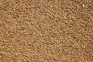 wheat grains . harvesting photo