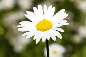 white daisy  flowers. photo