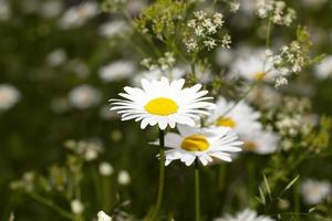 white daisy flowers. photo