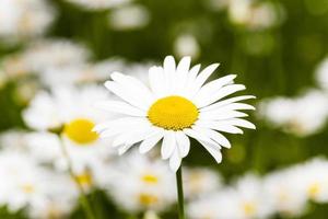 white daisy  flowers. photo