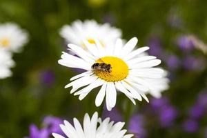 white daisy flowers. photo