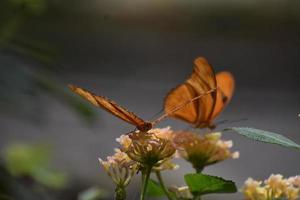 dos magníficas mariposas fritillary del golfo naranja en la naturaleza foto