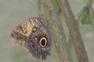 Captivating photo of a brown morpho butterfly