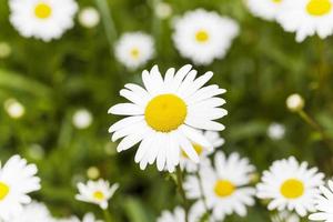 daisies in the spring photo