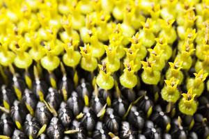 black sunflower seeds photo