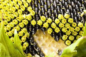 part ripe sunflower with seeds photo