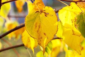 yellowing leaves on the trees photo