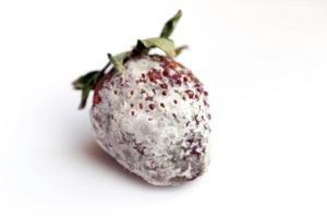 Strawberry with mold photo