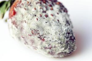 Strawberry with mold photo