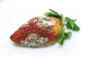 Strawberry with mold photo