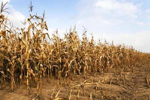 mature corn. autumn photo