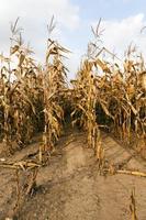 agricultural field with corn photo