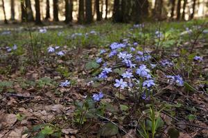 spring flowers .  forest photo