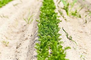 Field with carrot photo