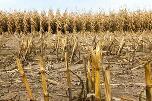 mature corn autumn photo