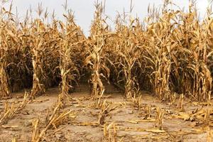 agricultural field with corn photo