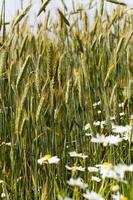 flowers in the field photo