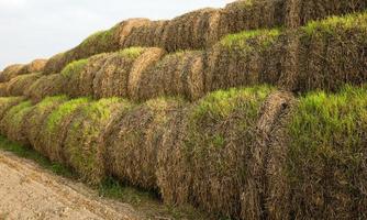 unripe agricultural field photo