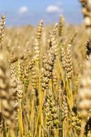 Grain field, close up