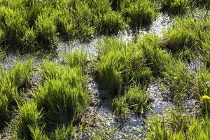 green grass, close up photo