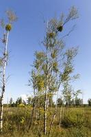 swamp birchcylindrical stacks photo