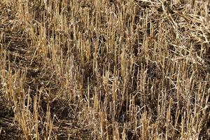 crops on agricultural land photo