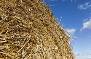 an agricultural field photo