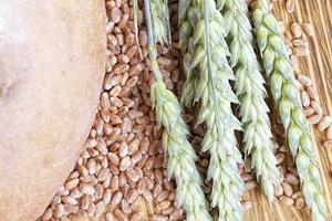 wheat or rye grain from which bread photo