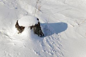 stump under snow photo